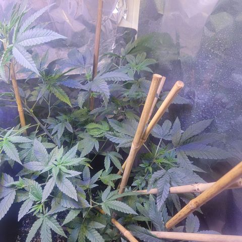 Dream queen growlog photo: Noticed a little yellow today but over all looking healthy just did a feeding and will continue monitoring for now.