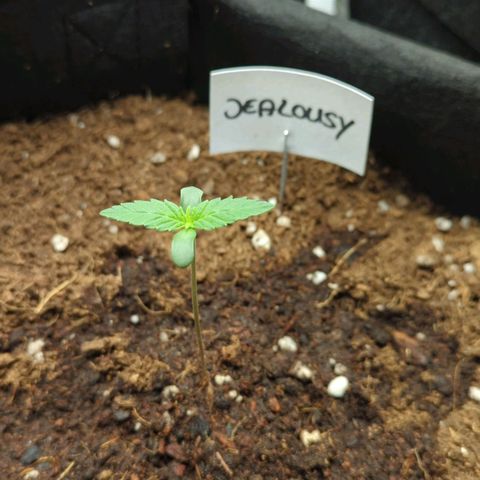 Jealousy growlog timeline photo