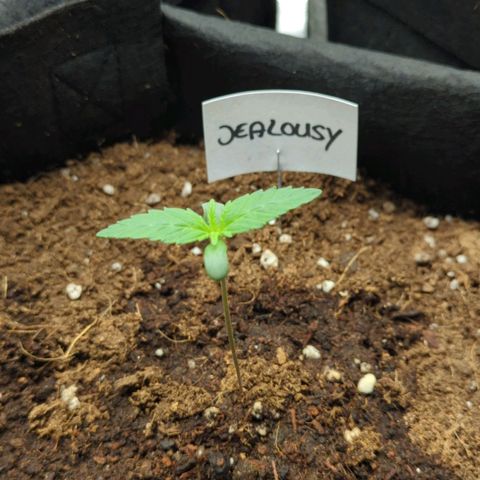 Jealousy growlog timeline photo