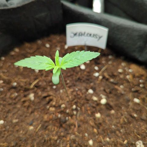 Jealousy growlog timeline photo