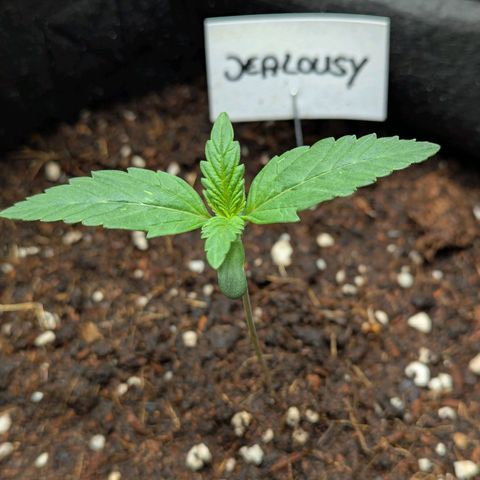 Jealousy growlog timeline photo