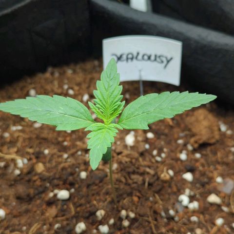 Jealousy growlog timeline photo