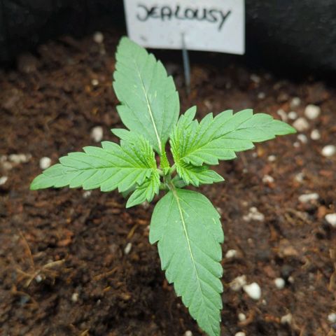 Jealousy growlog timeline photo