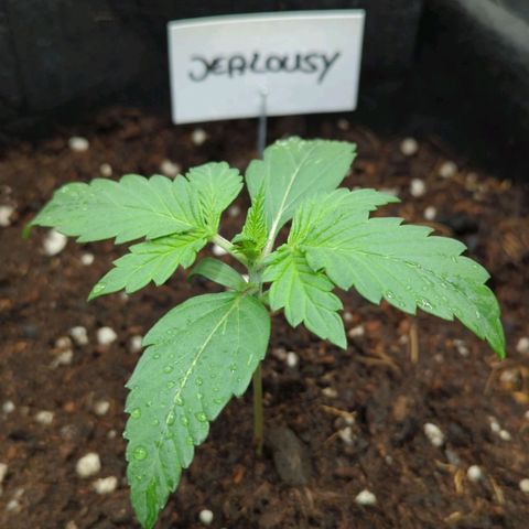 Jealousy growlog timeline photo