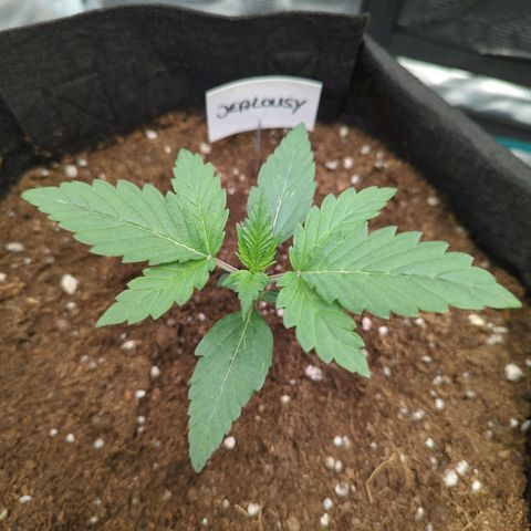 Jealousy growlog timeline photo