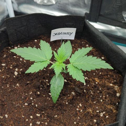 Jealousy growlog timeline photo