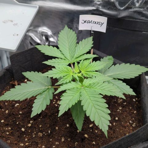 Jealousy growlog timeline photo
