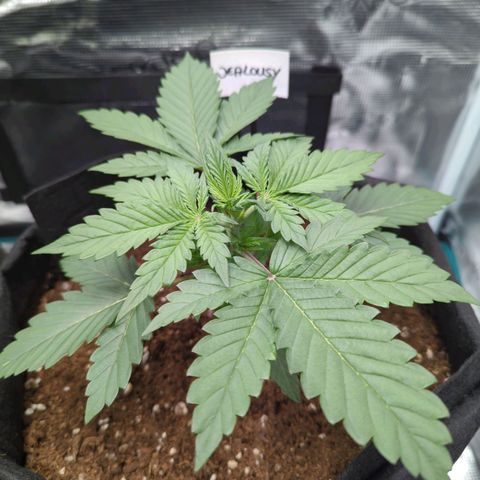 Jealousy growlog timeline photo