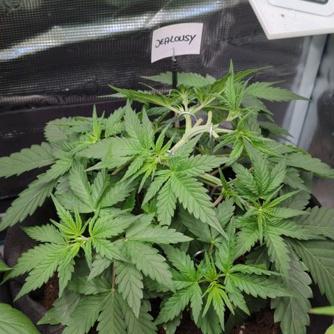 Jealousy growlog photo: LST nachjustiert. Keil eingesetzt