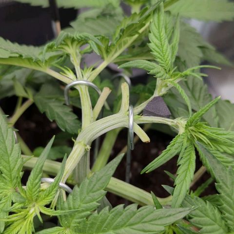 Jealousy growlog photo: LST nachjustiert. Keil eingesetzt
