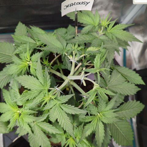 Jealousy growlog photo: LST nachjustiert. Keil eingesetzt