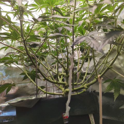 Jealousy growlog timeline photo