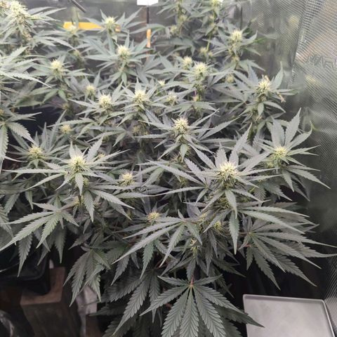 Jealousy growlog timeline photo