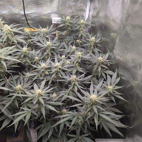Jealousy growlog timeline photo