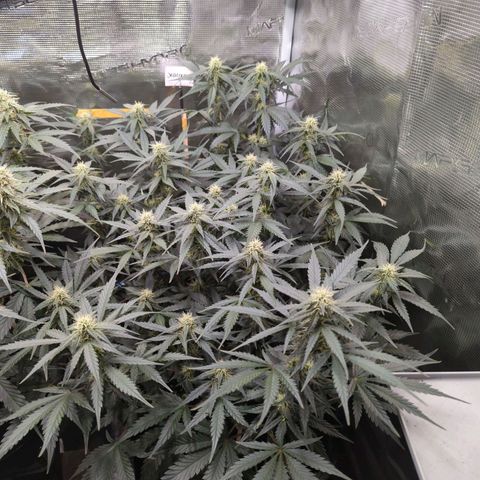 Jealousy growlog timeline photo