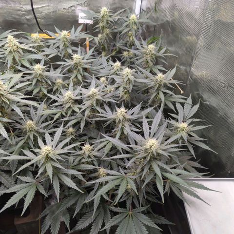 Jealousy growlog timeline photo
