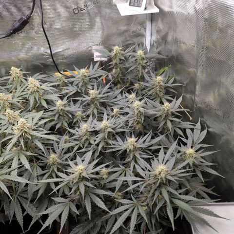 Jealousy growlog timeline photo