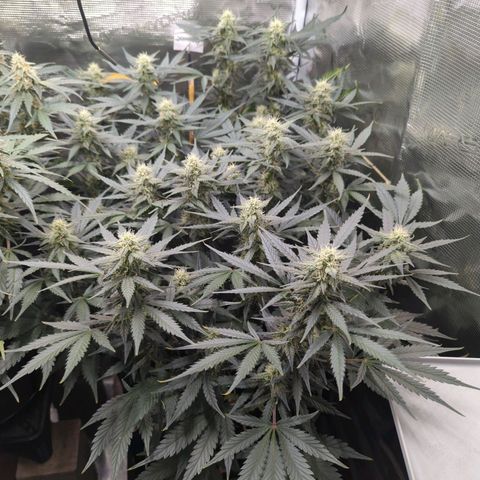 Jealousy growlog timeline photo