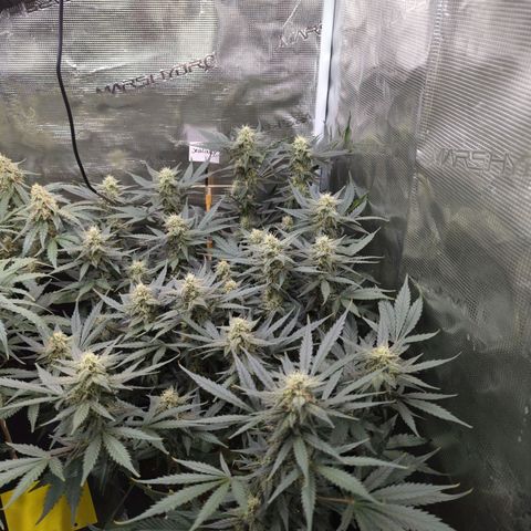 Jealousy growlog timeline photo