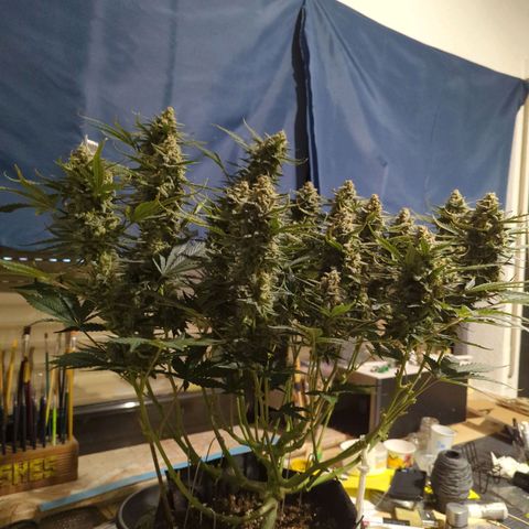Jealousy growlog timeline photo