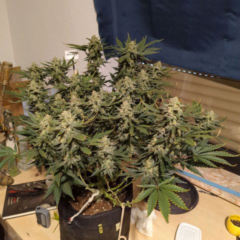 Jealousy growlog timeline photo