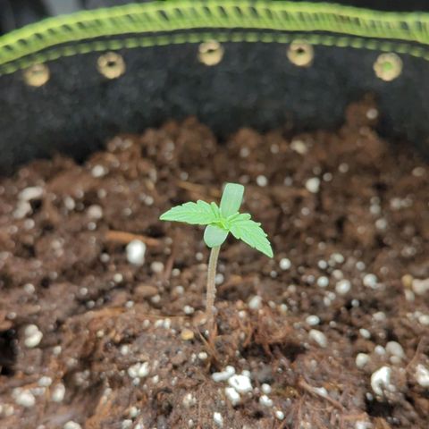 HazeL growlog timeline photo