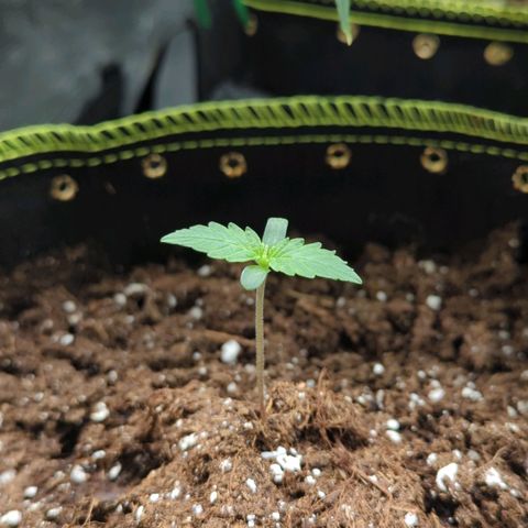 HazeL growlog timeline photo
