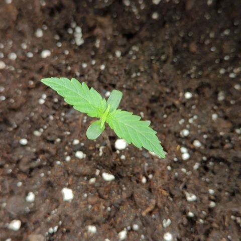 HazeL growlog timeline photo
