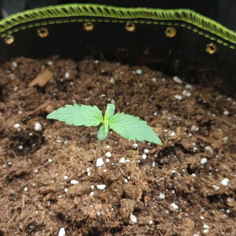 HazeL growlog timeline photo
