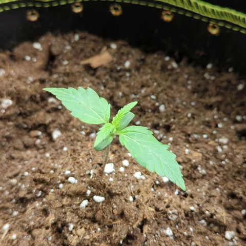 HazeL growlog timeline photo