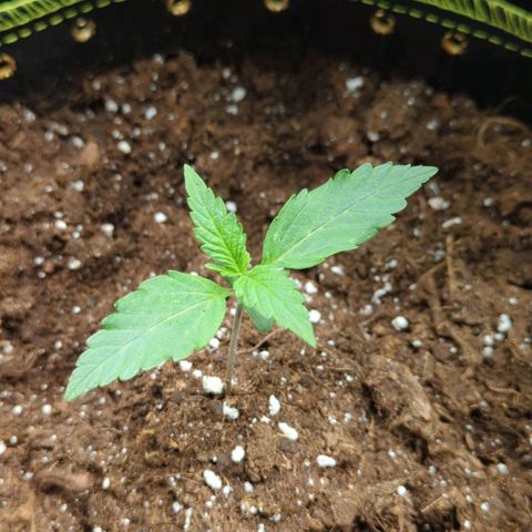 HazeL growlog timeline photo