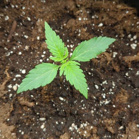 HazeL growlog timeline photo
