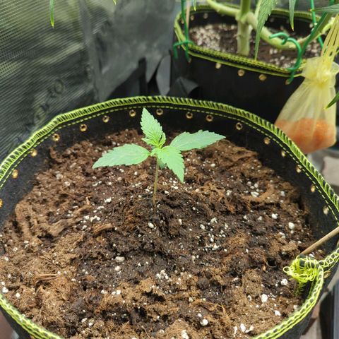 HazeL growlog timeline photo