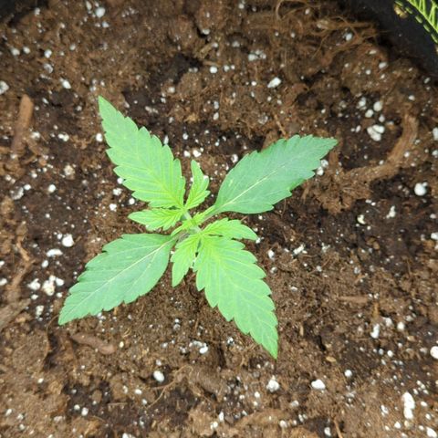 HazeL growlog timeline photo