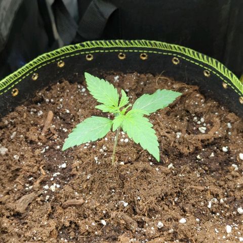 HazeL growlog timeline photo