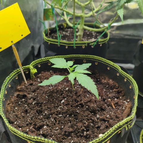 HazeL growlog timeline photo