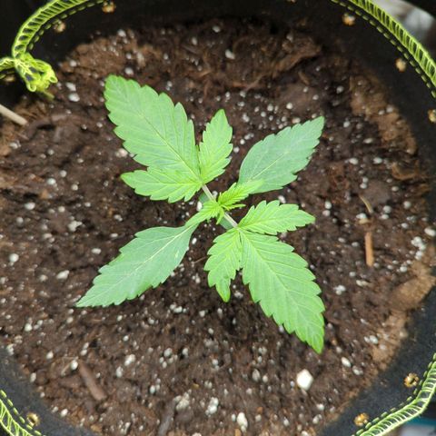 HazeL growlog timeline photo
