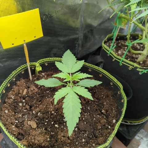 HazeL growlog timeline photo