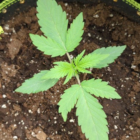 HazeL growlog timeline photo