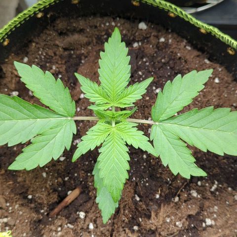 HazeL growlog timeline photo