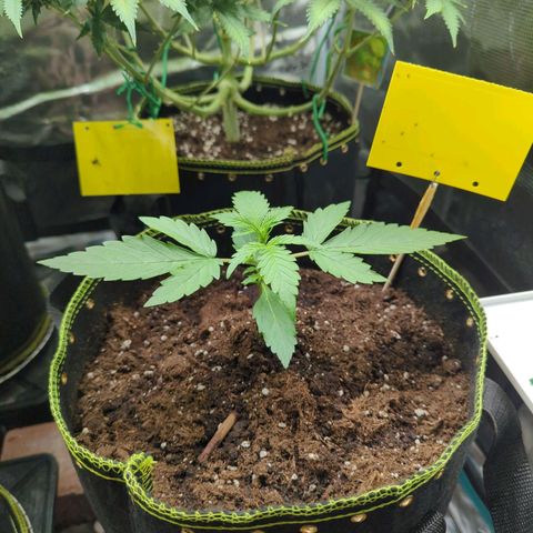 HazeL growlog timeline photo