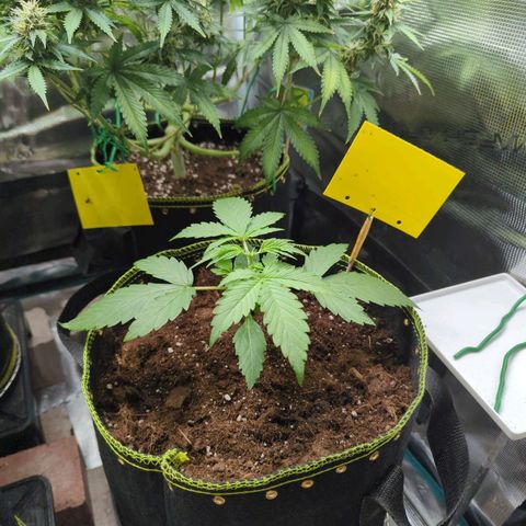 HazeL growlog timeline photo