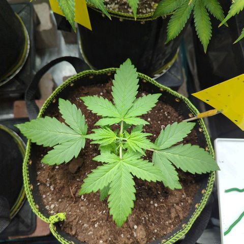 HazeL growlog timeline photo
