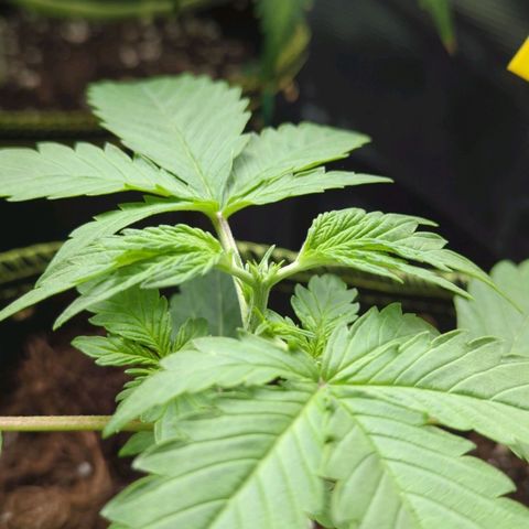 HazeL growlog timeline photo