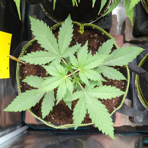 HazeL growlog timeline photo