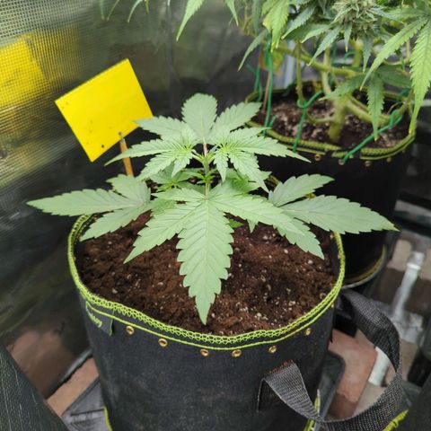 HazeL growlog timeline photo