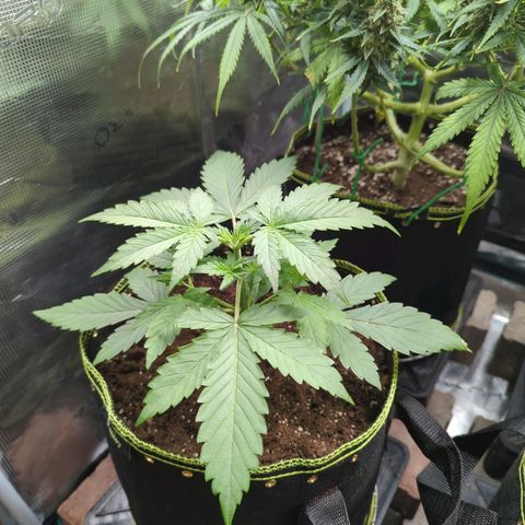 HazeL growlog timeline photo