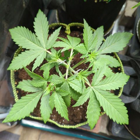 HazeL growlog timeline photo