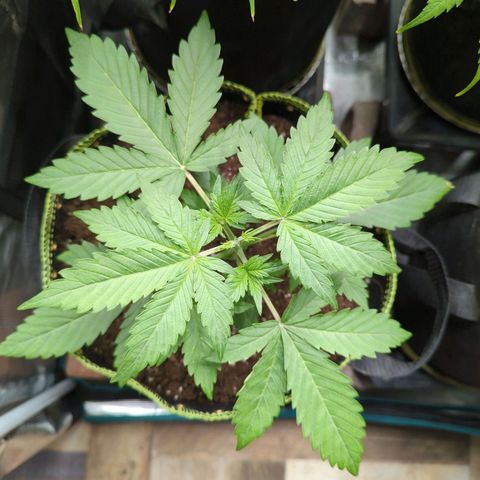 HazeL growlog timeline photo