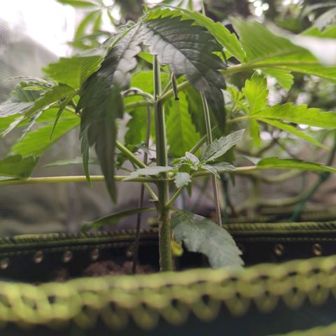 HazeL growlog timeline photo